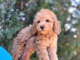 Toy Poodle Kızım