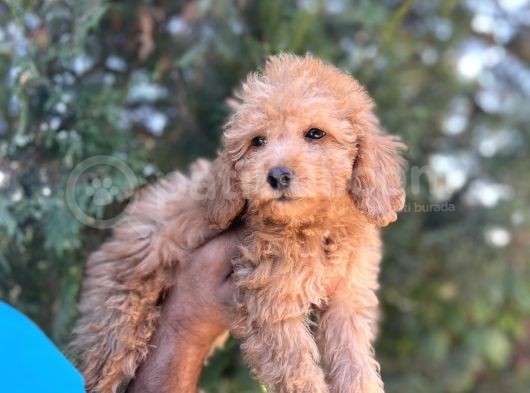 Toy Poodle Kızım görsel