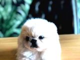 VONALP PET TORIUM SUBE AYRICALIGIYLA MUKEMMEL KALITEDE PEKINEZ YAVRULARI