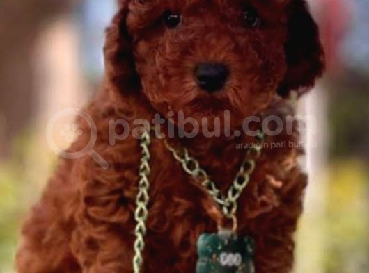 Mutlu Partiler Toy Poodle görsel