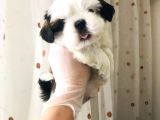Pufidik Shıhtzu Kuzucuklar