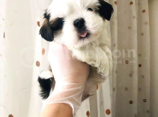 Pufidik Shıhtzu Kuzucuklar görsel
