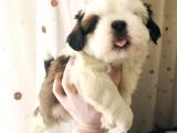 Pufidik Shıhtzu Kuzucuklar