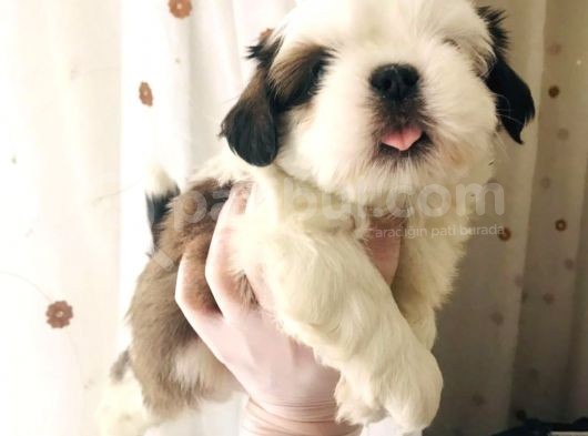 Pufidik Shıhtzu Kuzucuklar görsel