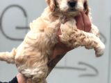 Poodle Ailesinden Ev Ortamında Bakılan Kıvır Kıvır Maltipocuk