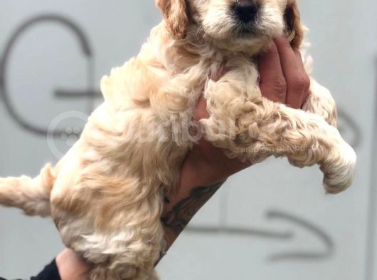 Poodle Ailesinden Ev Ortamında Bakılan Kıvır Kıvır Maltipocuk görsel