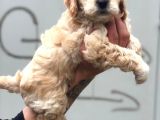 Poodle ailesinden ev ortamında bakılan kıvır Kıvır Maltipocuk