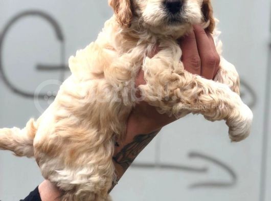 Poodle Ailesinden Ev Ortamında Bakılan Kıvır Kıvır Maltipocuk