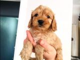 Mini Mini Maltipoo Bebeklerim