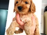 Mini Mini Maltipoo Bebeklerim