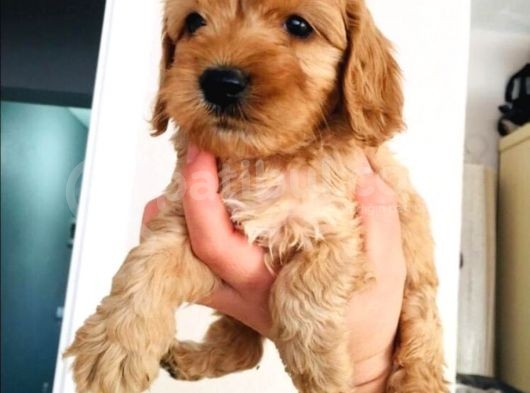 Mini Mini Maltipoo Bebeklerim