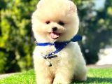 Safkan Pomeranian Boo Yavrularımız