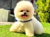 Safkan Pomeranian Boo Yavrularımız