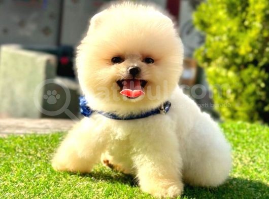 Safkan Pomeranian Boo Yavrularımız görsel