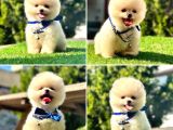 Safkan Pomeranian Boo Yavrularımız
