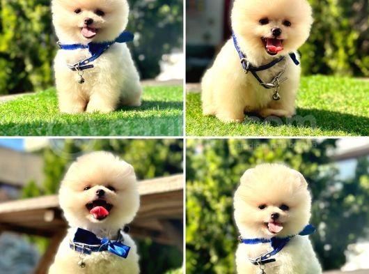 Safkan Pomeranian Boo Yavrularımız