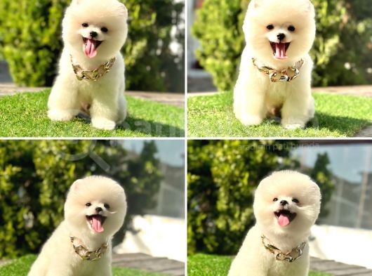 Safkan Pomeranian Boo Yavrularımız görsel