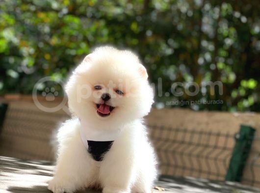Pomeranian Boo Yavrularımız görsel