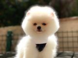 Pomeranian Boo Yavrularımız