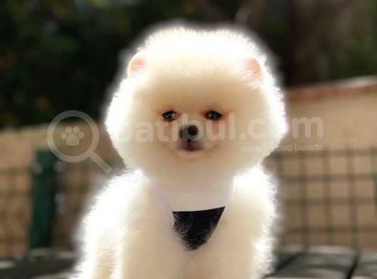 Pomeranian Boo Yavrularımız görsel