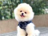 Tedy Bear Pomeranian Yavrular