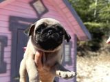 Pati̇li̇vosvostan Pug Mobs