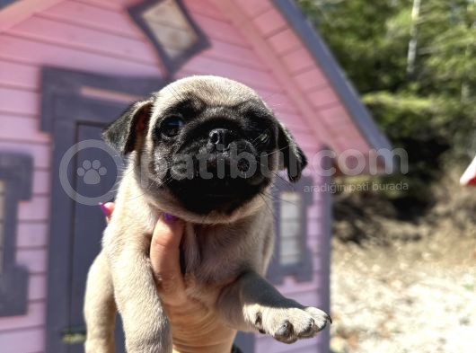 Pati̇li̇vosvostan Pug Mobs görsel