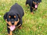 Koca Kafa Rottweiler Yavrular