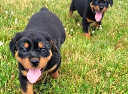 Koca Kafa Rottweiler Yavrular görsel