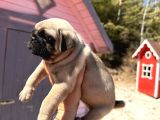 Pati̇li̇vosvostan Pug Mobs