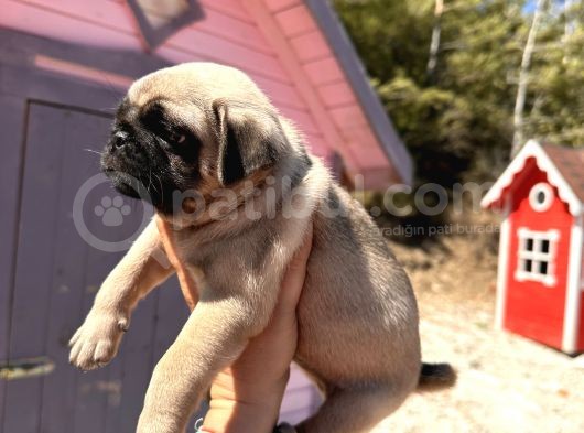 Pati̇li̇vosvostan Pug Mobs görsel