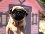 Pati̇li̇vosvostan Pug Mobs
