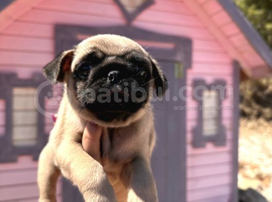 Pati̇li̇vosvostan Pug Mobs görsel