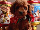 Red Brown A Kali̇te Toy Poodle Yavrularimiz