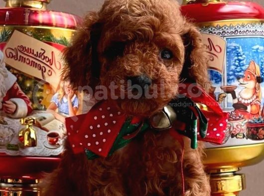 Red Brown A Kali̇te Toy Poodle Yavrularimiz görsel