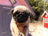 PATİLİvosvostan pug mobs