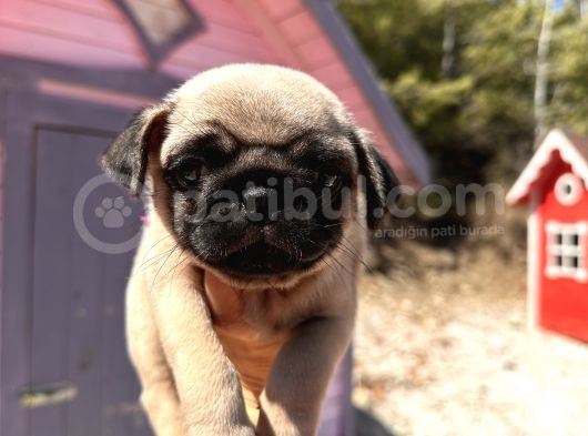 Pati̇li̇vosvostan Pug Mobs