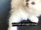 Brithish Long hair Erkek