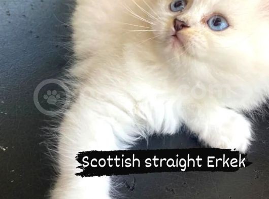 Brithish Long Hair Erkek