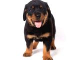 Orjinal Rottweiler Yavrular