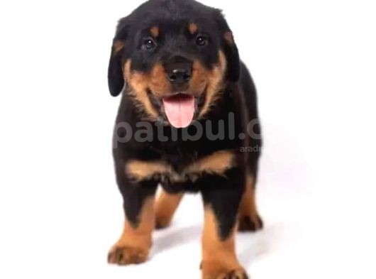 Orjinal Rottweiler Yavrular