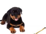 Orjinal Rottweiler Yavrular