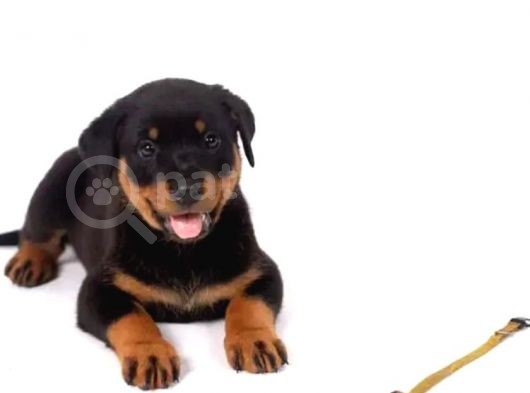 Orjinal Rottweiler Yavrular görsel