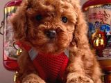 Red Brown A Kali̇te Toy Poodle Yavrularimiz