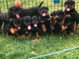 Koca Kafa Rottweiler Yavrular