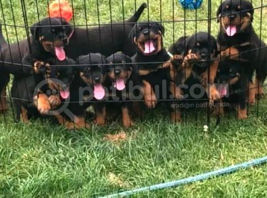 Koca Kafa Rottweiler Yavrular görsel