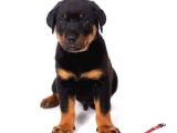 Orjinal Rottweiler Yavrular