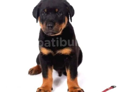 Orjinal Rottweiler Yavrular görsel