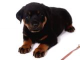 Orjinal Rottweiler Yavrular