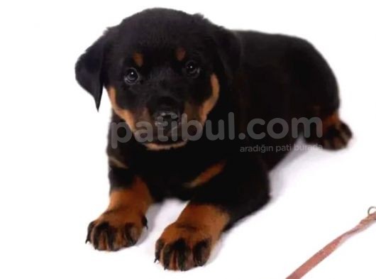 Orjinal Rottweiler Yavrular görsel